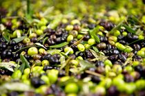 واردات زیتون ممنوع است/ روغن زیتون مورد نیاز کشور حدود 10 هزار تن در سال