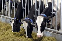 پرداخت 5 هزار میلیارد تسهیلات سرمایه در گردش به دامداران مازندرانی