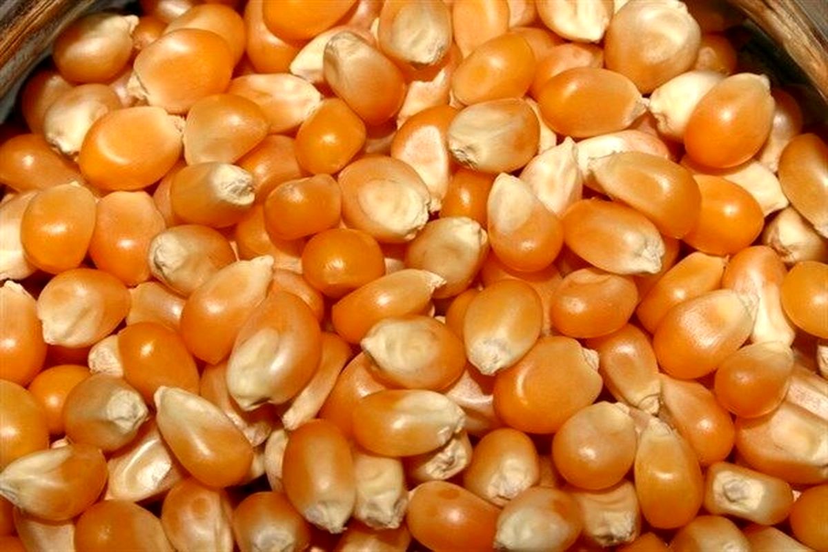 ذرت فاسد