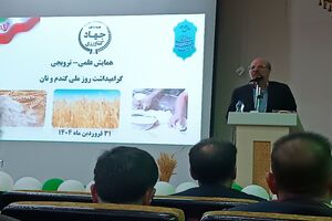 پیش بینی تولید ۵۵۰ هزار تن گندم در استان