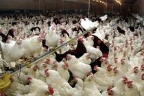 آنفلوانزای فوق حاد پرندگان در گیلان مشاهده نشد