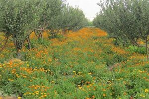 آغاز کشت گیاهان دارویی در استان اصفهان