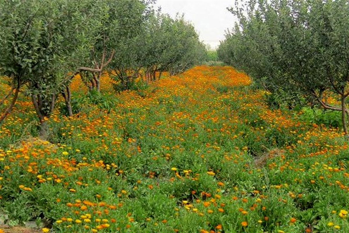 اصفهان- کشت گیاهان دارویی