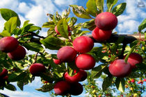 درخشش اصفهان در تولید نهال‌های استاندارد در کشور