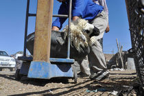 عرضه بهداشتی دام در ۳۳ جایگاه شهر تهران همزمان با عید قربان