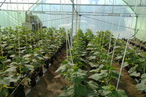 گسترش کشت گلخانه‌ای از اولویت‌ های جهاد کشاورزی ورامین