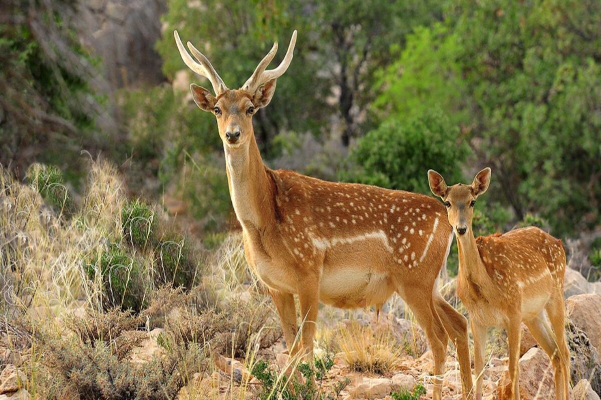 گوزن زرد ایلام
