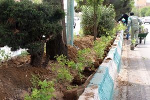 استفاده از گونه های مقاوم به کم آبی برای زیبا سازی شهر یزد