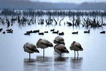  هیچ پروژه قانونی تحت عنوان «پتروشیمی میانکاله» وجود ندارد