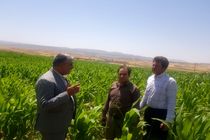 اجرای طرح کشت قراردادی ذرت علوفه ای و خرید تضمینی توسط تعاونی های تولید