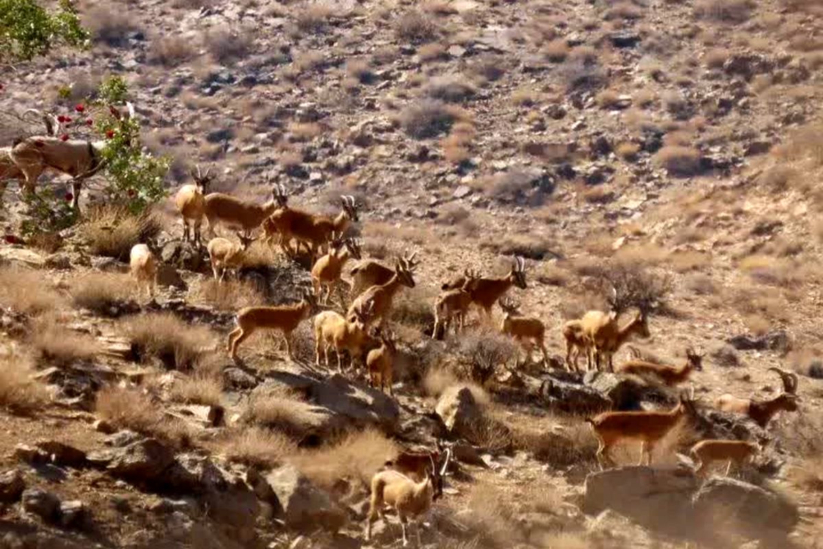 حفاظت محیط زیست فارس 