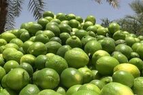 برداشت لیمو ترش از باغ‌های توکهور وهشتبندی آغاز شد