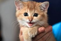 گربه ها می توانند حضور اشیای نامریی را حس کنند