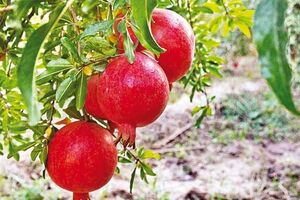 پیش بینی برداشت ۱۰هزار تن انار از باغات شهرستان نطنز
