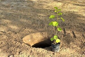 کشت ۷۵ هزار اصله نهال توت در نهالستان مغان