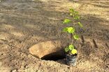 کاشت ۲۶ هزار اصله نهال در منطقه بیابانی عین حداد رامهرمز انجام شد