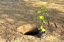 طرح کاشت نهال در ۳۰۰هکتار از اراضی پالایشگاه اصفهان