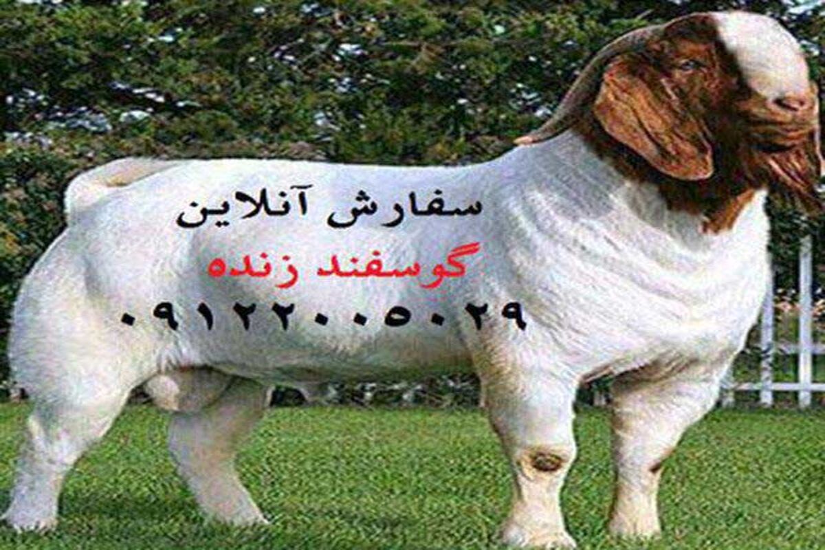 گوسفند