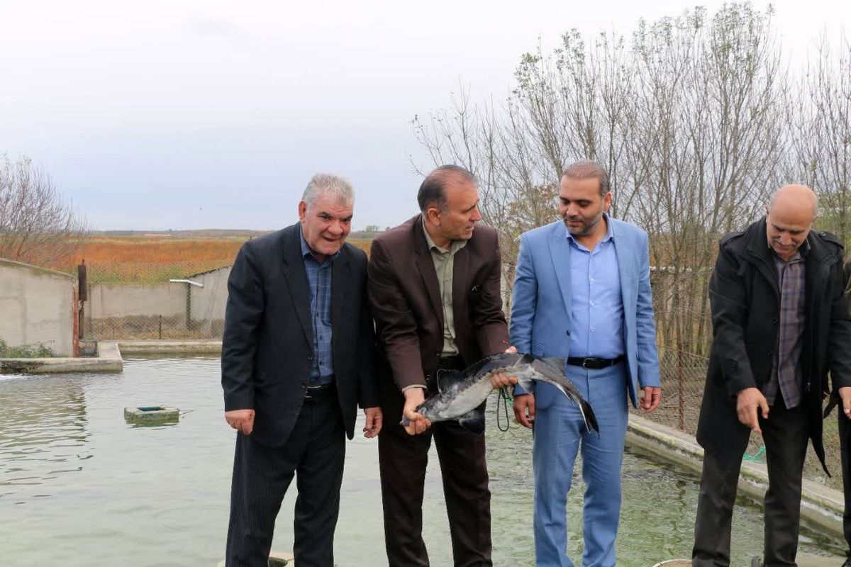 شیلات پارس آباد