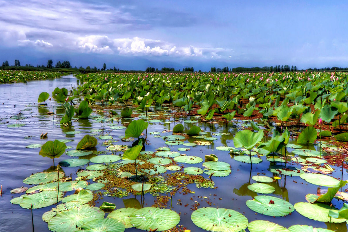 طرح بایوجمی