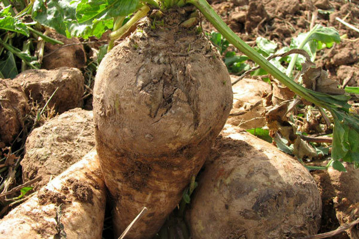 اصفهان- کشت چغندر قند