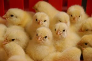جوجه‌ریزی 3 میلیون قطعه‌ای در ساری