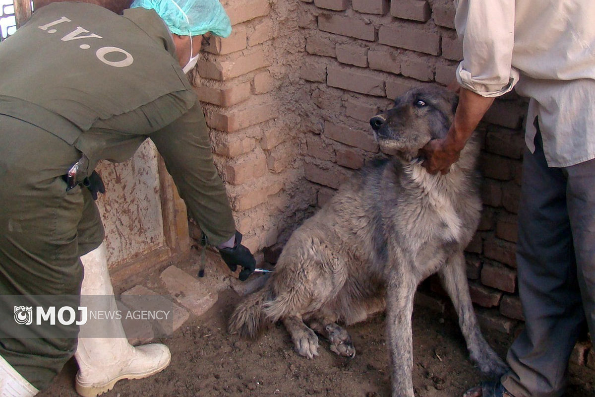 هاری در شهرستان دورود