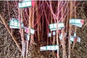 بهره برداری از 4 طرح کشاورزی محمودآباد در دهه فجر