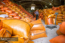 آیا برنج های وارداتی آلوده هستند؟