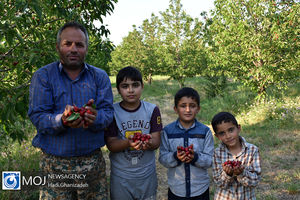 برداشت گیلاس در شهر هیر اردبیل