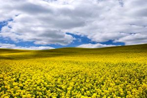 ۵ هزار کشت کلزا قابل انجام است