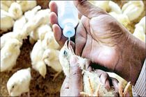 واکسیناسیون 500 هزار قطعه طیور در استان اصفهان
