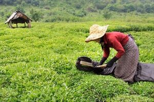 قیمت خرید تضمینی برگ سبز چای اعلام شد