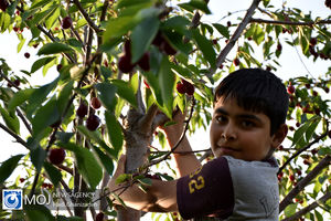 برداشت گیلاس در بیش از 800 هکتار از باغات استان همدان