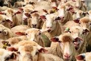 کشف 30 راس دام قاچاق در رزن