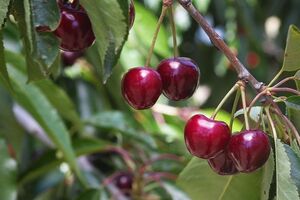 آغاز برداشت محصول گیلاس و آلبالو در بیش از 100 روستای خلخال