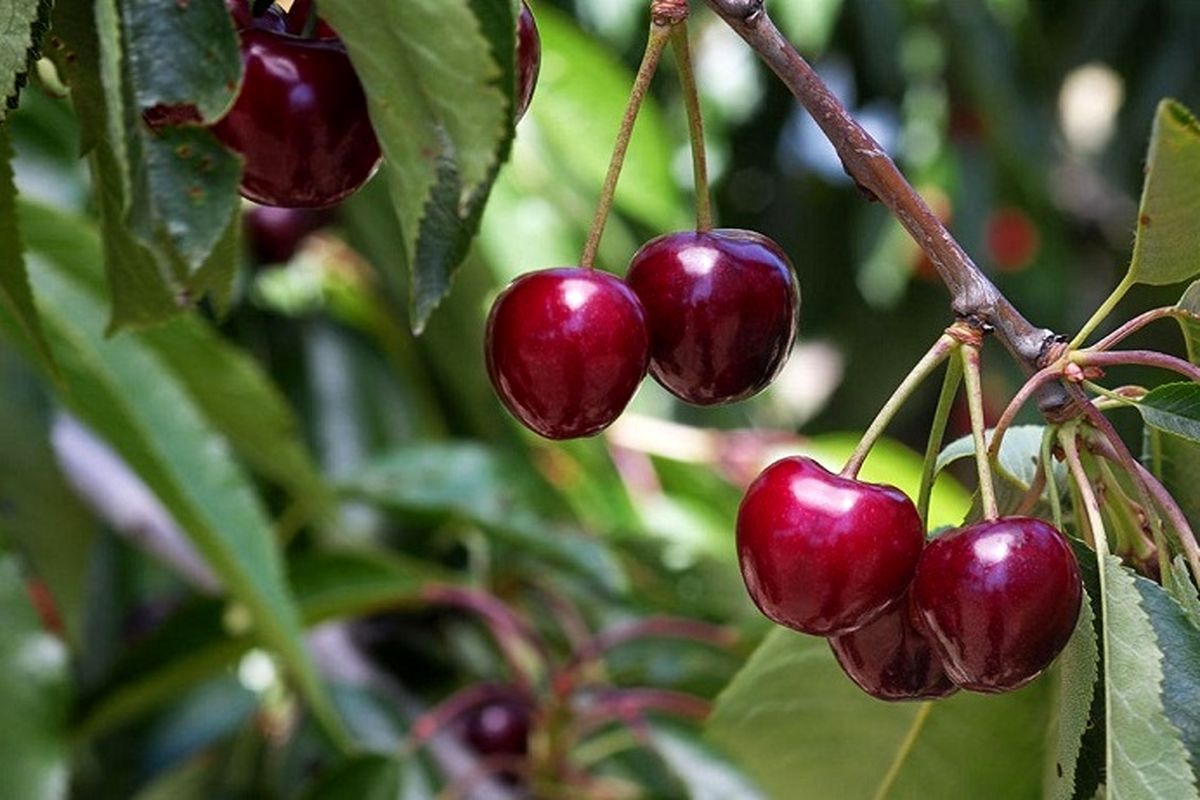 برداشت گیلاس