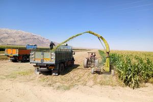 برداشت ذرت علوفه‌ای از ۹۰۰ هکتار مزارع شهرستان سرچهان