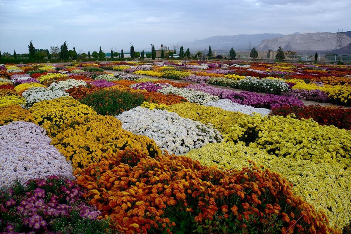 گل های داوودی خرم اباد