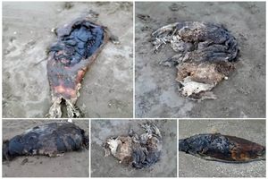 کشف پنج لاشه فوک خزری در سواحل مازندران