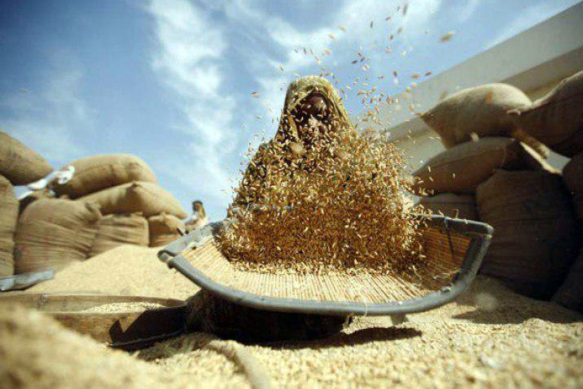 بوجاری غلات شهرستان تایباد