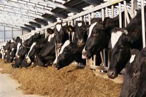 تامین 4 درصد پروتئین دامی کشور در اردبیل