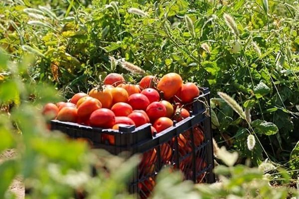 به کشاورزان در پی اعلام وضعیت سطح نارنجی ویژه حامل‌های انرژی هشدار داده شد