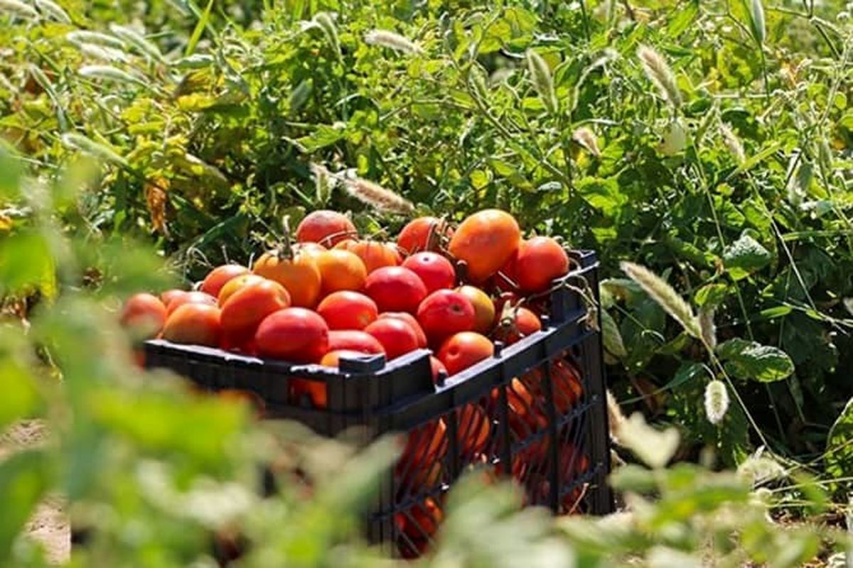 کشاورزی در میناب