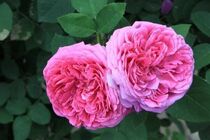 آغاز برداشت گل محمدی در گلوگاه/ تولید 7.5 تنی