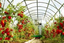 استان اصفهان رتبه دوم احداث گلخانه  در کشور