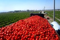 برداشت محصول گوجه فرنگی از مزارع فریمان به پایان رسید