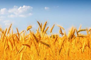 اجرای طرح تولید پایدار گندم برای تامین ۱۳.۵ تن محصول 