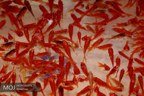 حال و هوای بازار کرمانشاه در ایام نزدیک عید نوروز