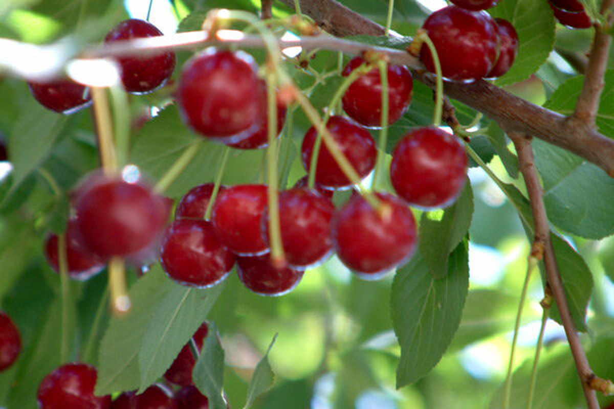 برداشت آلبالو